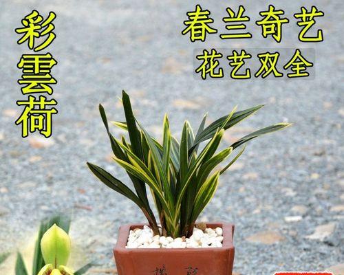 什么植物好养活又好看（适合室内养的植物介绍）