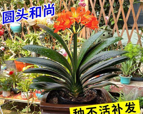 什么植物好养活又好看（适合室内养的植物介绍）