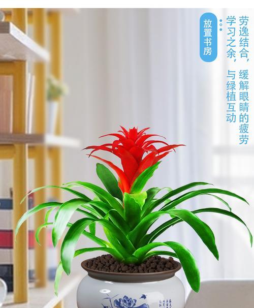鸿运当头如何养好（描述鸿运当头的养护技巧）