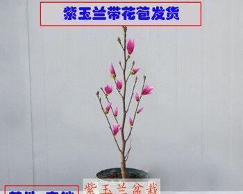 红玉兰移栽时间和方法（移植红玉兰移栽注意事项）