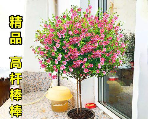 耐寒耐热四季开花盆栽有哪些（最适合室内养的花）