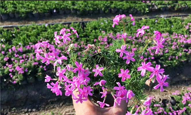 丛生福禄考花期在哪个季节（观赏福禄考花期简介）