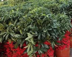 金玉满堂花适合家养吗（教你养护金玉满堂的方法）