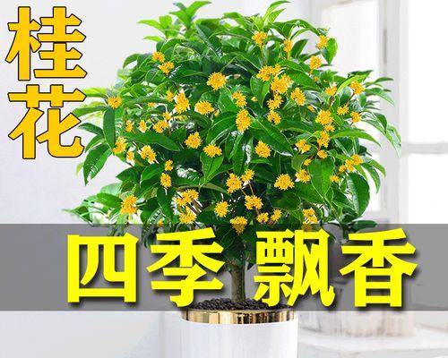 桂花树盆栽怎么养（家庭盆栽桂花树养护管理）