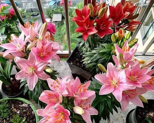 百合种球几月份种植（百合花的种植时间和方法）