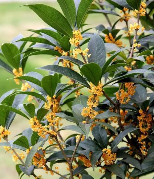 桂花几月开花（有关桂花开花时间）