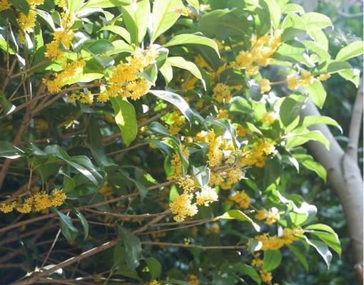 桂花几月开花（有关桂花开花时间）