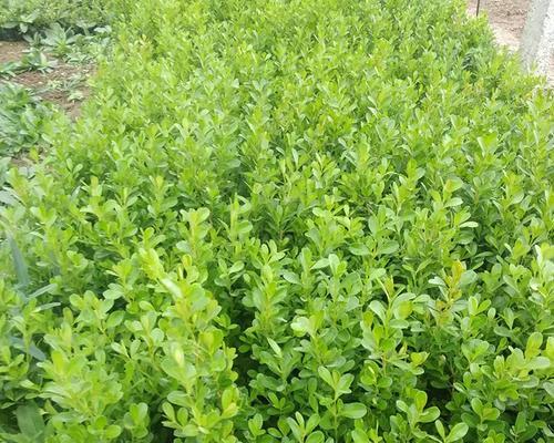 矮灌木绿化植物有哪些（常用绿化灌木品种）