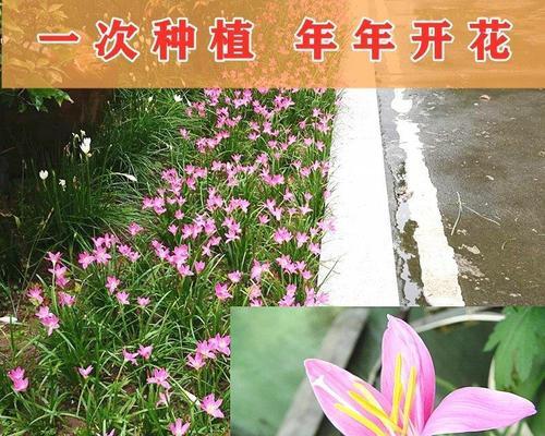 百合种球怎么水培（水培百合花养护技巧）