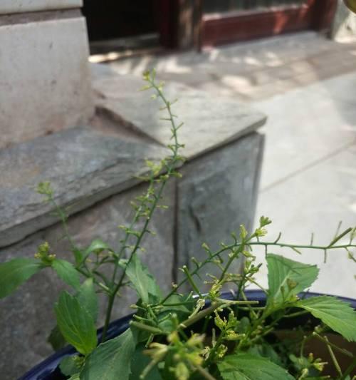常见的十字花科植物有哪些（常见十字花科植物名称及图片）