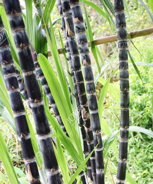 甘蔗什么时候种植（甘蔗种植方法与时间）