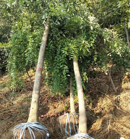 龙爪槐嫁接时间和方法（提高龙爪槐嫁接成功率的关键技巧）