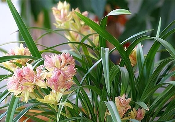 兰花什么时候开的什么季节（有关兰花开花时间）