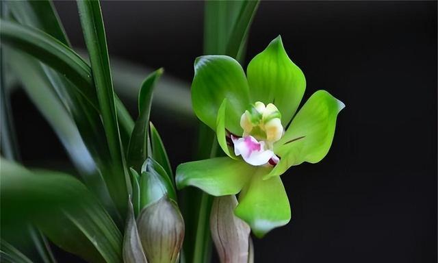 兰花什么时候开的什么季节（有关兰花开花时间）