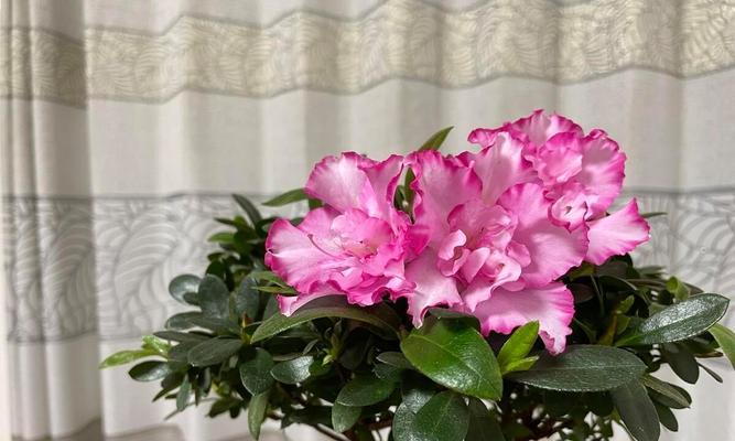 杜鹃花应该怎么养（详解杜鹃花养护技巧）