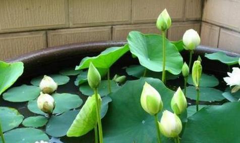 睡莲种植方法和技巧（详解睡莲的栽培技术）
