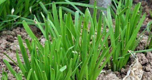九月份能种韭菜吗（韭菜种植方法及时间）