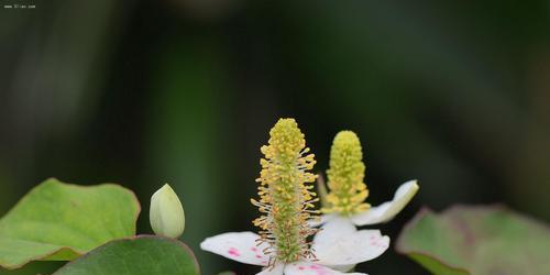 鱼腥草怎么种才高产（鱼腥草养殖技术要点）