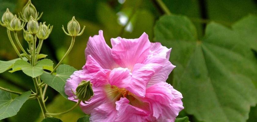 芙蓉花什么季节开花（有关芙蓉花的养殖方法）