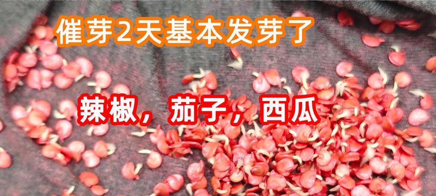 西瓜种子怎样催芽（教你西瓜快速催芽的方法）