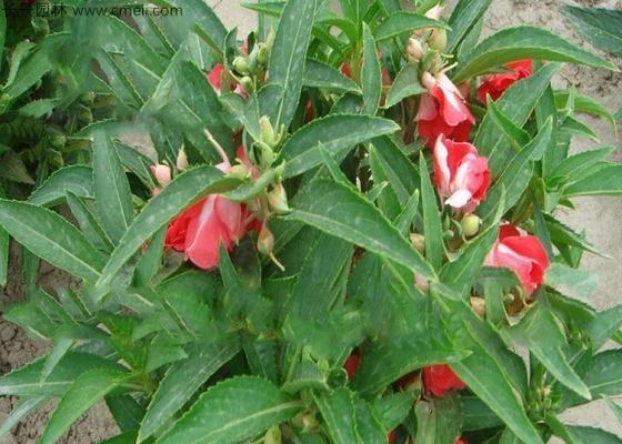 指甲花种子怎么种（指甲花的种植方法和时间）