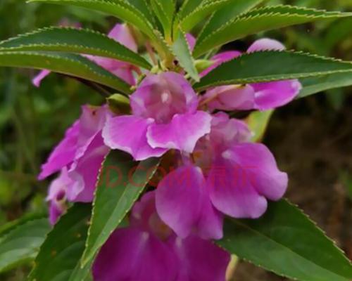 指甲花种子怎么种（指甲花的种植方法和时间）