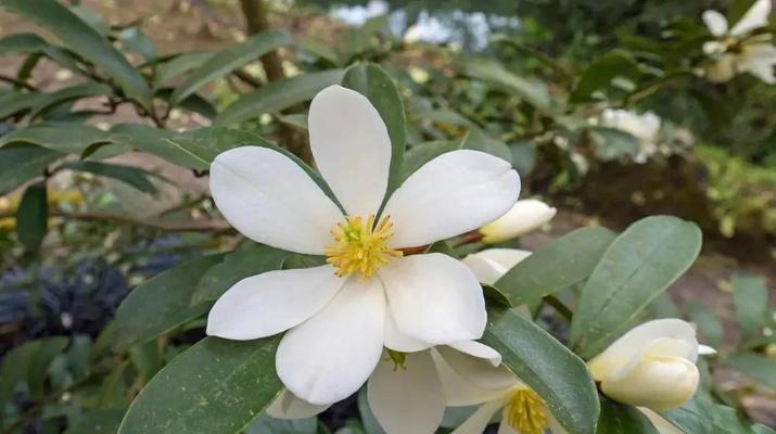 玉兰花什么时候种植（盆栽玉兰花的养护技巧）