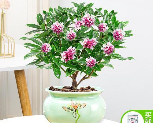 好养的花有哪些（盘点十大好养的花卉）