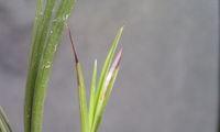 纹瓣兰几年开花结果（有关纹瓣兰的养护要点）