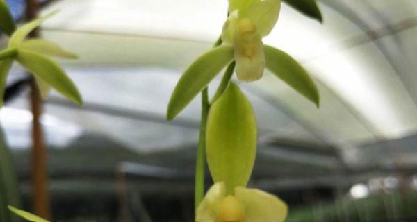 纹瓣兰几年开花结果（有关纹瓣兰的养护要点）