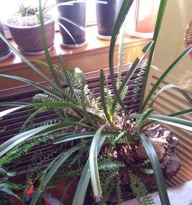 纹瓣兰几年开花结果（有关纹瓣兰的养护要点）
