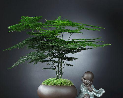 黄杨树怎么修剪好看（黄杨修剪的技巧图解）