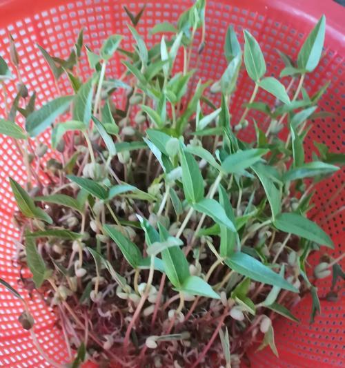 绿豆怎么种发芽最快（绿豆种植方法与时间）