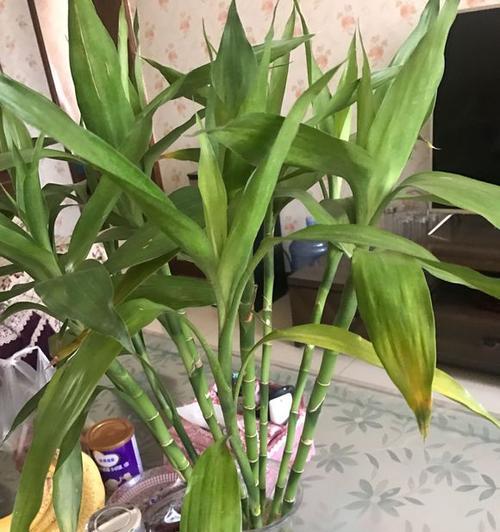土培富贵竹整个杆发黄怎么办（养护富贵竹的妙招）
