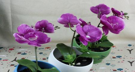 瑚蝶兰的养植方法和注意事项（打造瑚蝶兰的家庭养殖技巧）