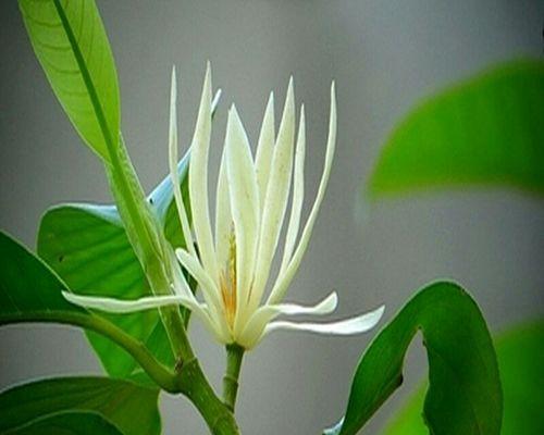 白兰花的寓意与象征（探索白兰花所代表的美德与情感）