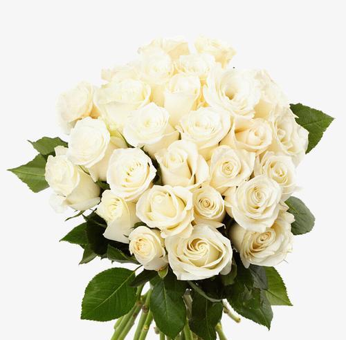 白玫瑰的象征意义及其美丽内涵（探寻白玫瑰的象征意义与深层内涵）