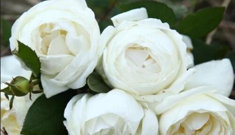 白玫瑰的花语与象征（探秘白玫瑰的含义）