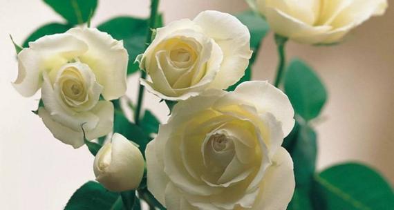 白玫瑰的花语与寓意（一朵纯洁的白玫瑰）
