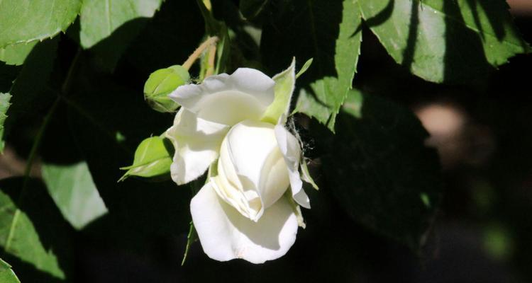 白蔷薇（揭秘白蔷薇的象征意义及其文化背景）