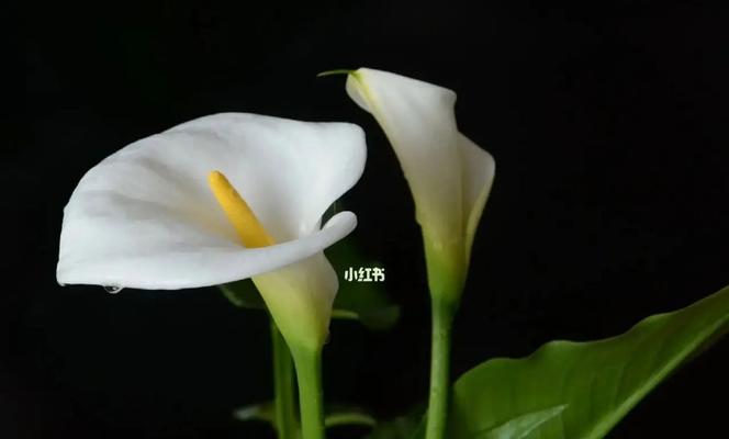 白色马蹄莲（白色马蹄莲花语解读及其神秘的魅力）