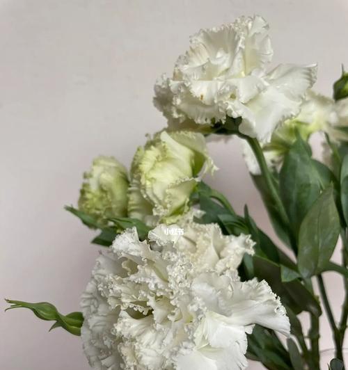 白色洋桔梗花语的深意（揭开白色洋桔梗花背后的秘密）