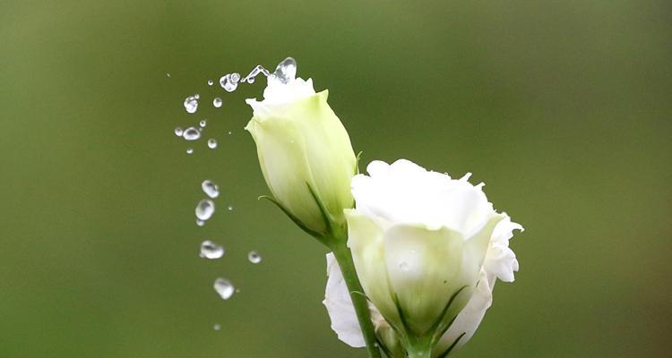 白色洋桔梗的花语及意义（传递纯洁与永恒之美）