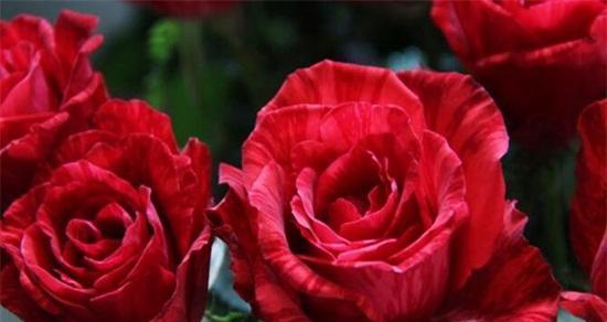 玫瑰花与不同数量的寓意（不同数量的玫瑰花蕴含的情感和意义）