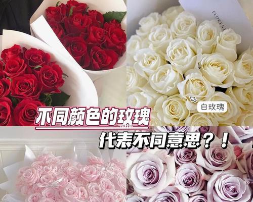 不同颜色的玫瑰花所代表的意义（玫瑰花的色彩给你带来的寓意）