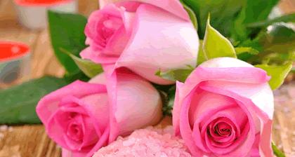 玫瑰花语-颜色与意义（不同颜色的玫瑰代表的含义和传达的情感）