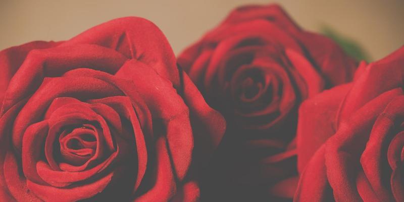 橙玫瑰的花语——热情与活力（橙玫瑰传达的情感与寓意）