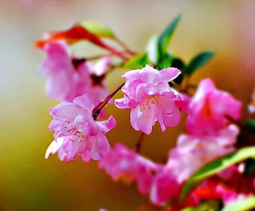 垂丝海棠花语（探寻垂丝海棠的花语之美）