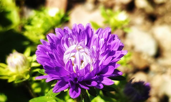 翠菊花语（传递希望与鼓励的花朵）