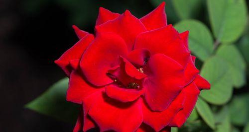 大红色玫瑰的花语含义（传递深情与热情的大红色玫瑰）